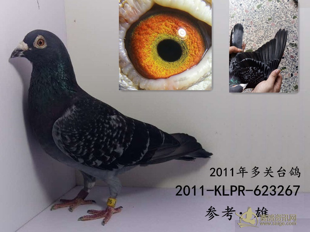 最新台鸽网一口价特惠区详解与论述