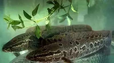 2017年鲫鱼行情分析与预测,探寻钓鱼之旅的内心平静