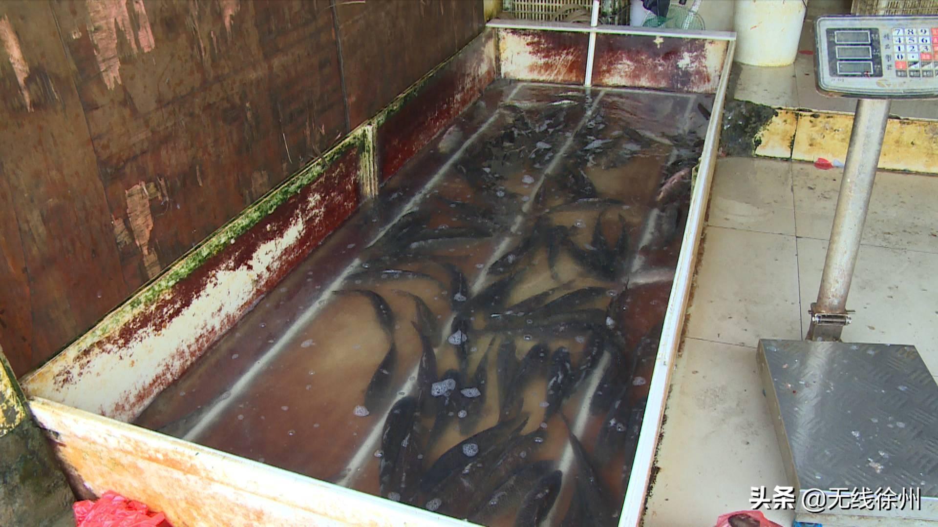 2017年鲫鱼行情分析与预测,探寻钓鱼之旅的内心平静