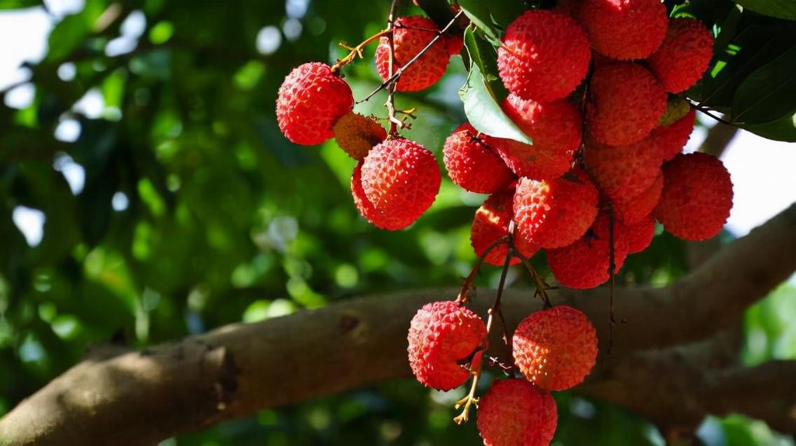 宜宾最新大塔规划方案及步骤指南