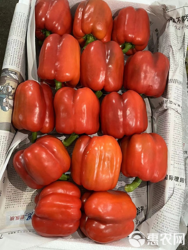 甜椒价格最新行情及分析