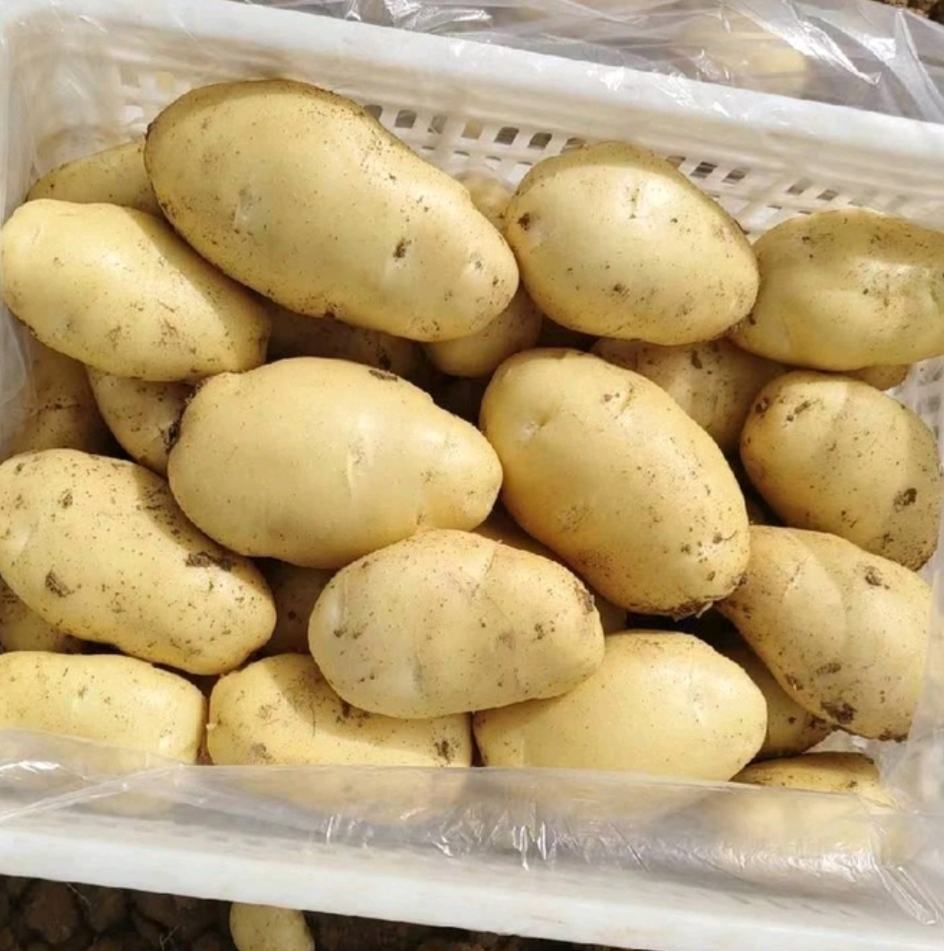 土豆背后的温情故事,价格与友情纽带探究