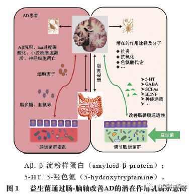 益生菌最新研究成果概览，引领健康新趋势