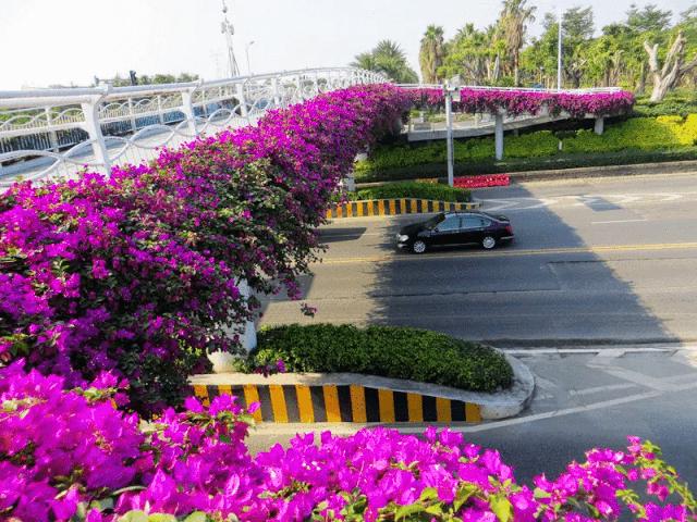 鼓浪屿新动态闪亮登场!✨