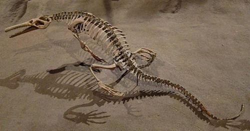 最新鳄鱼化石发现,揭示演化秘密与科学价值的深度探讨