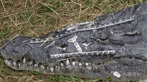 最新鳄鱼化石发现,揭示演化秘密与科学价值的深度探讨