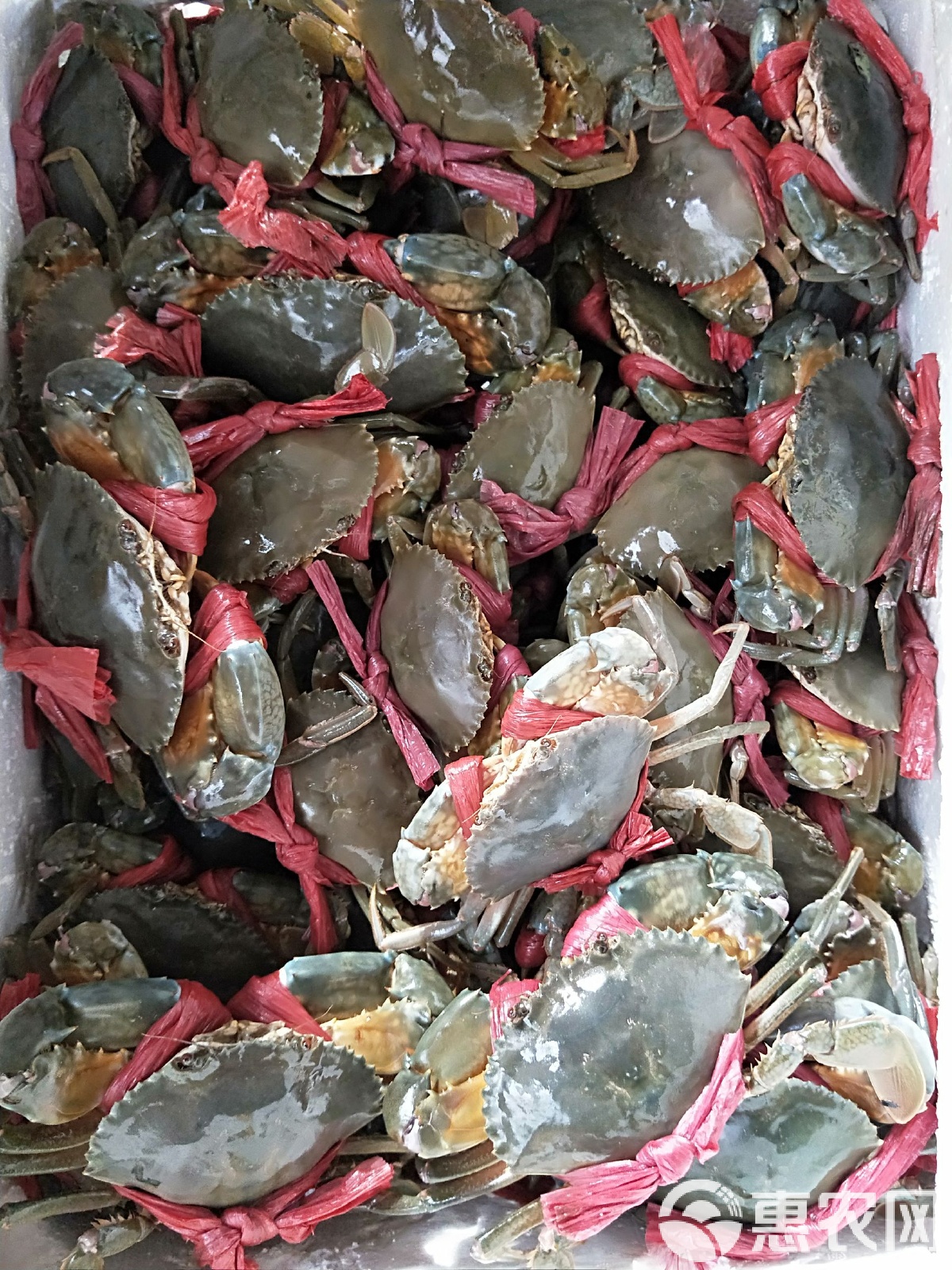 青蟹新鲜上市，美味与健康双享的海洋盛宴！