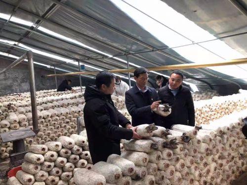 食用菌上市,繁荣市场的新星,健康之选