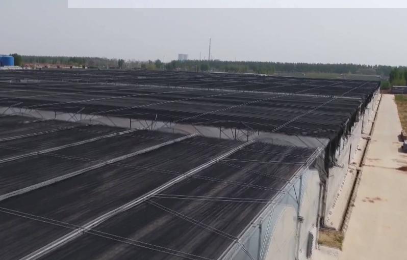 食用菌上市,繁荣市场的新星,健康之选