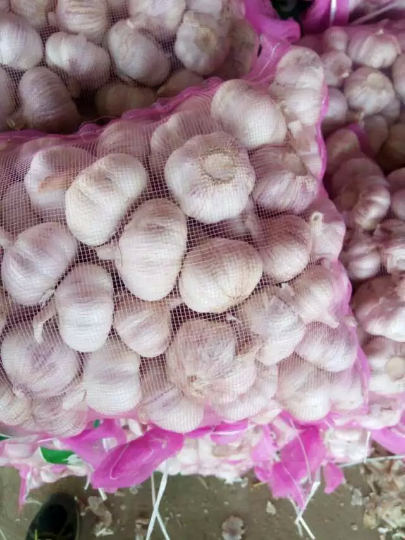 金乡大蒜今日行情更新🌱最新市场动态分析