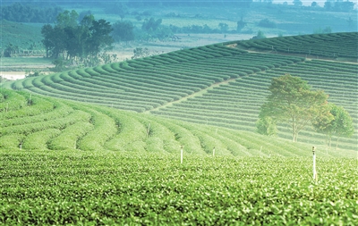 茶园发展新蓝图,茶园发展新蓝图