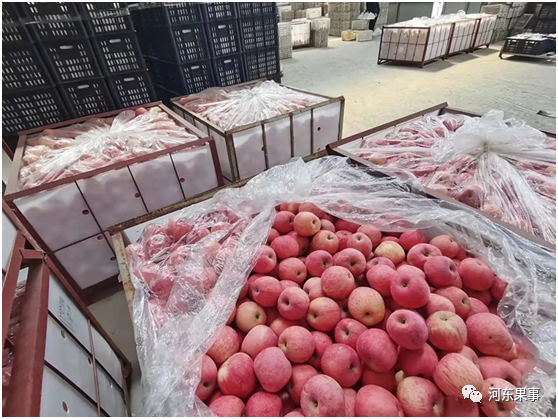 冷库苹果行情深度解析,市场走势分析与影响探讨