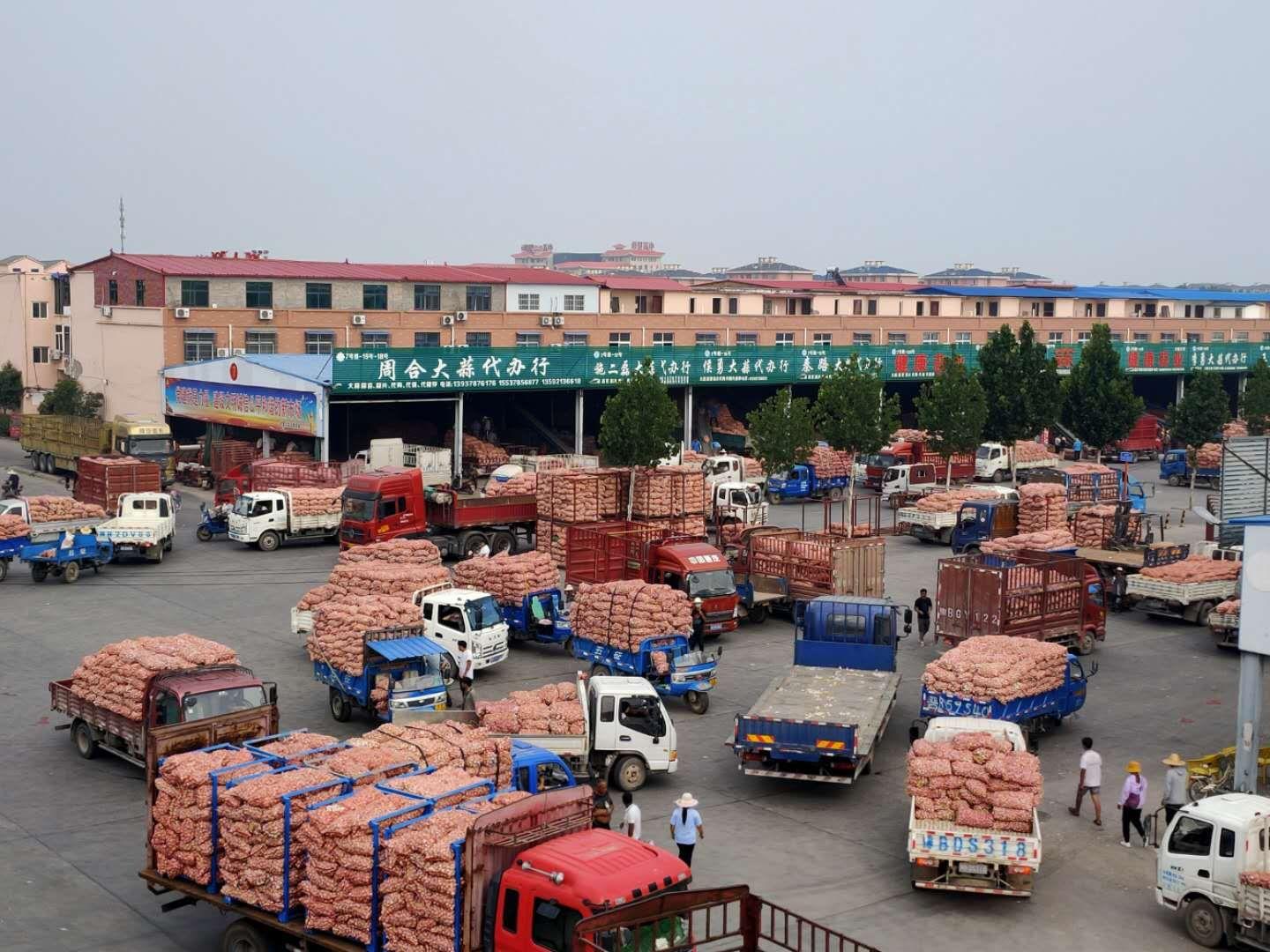 开封杞县大蒜最新行情,科技助力蒜香全球,行情动态一览无余