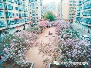 丁香社区最新入口详解,步骤指南与社区体验新篇章