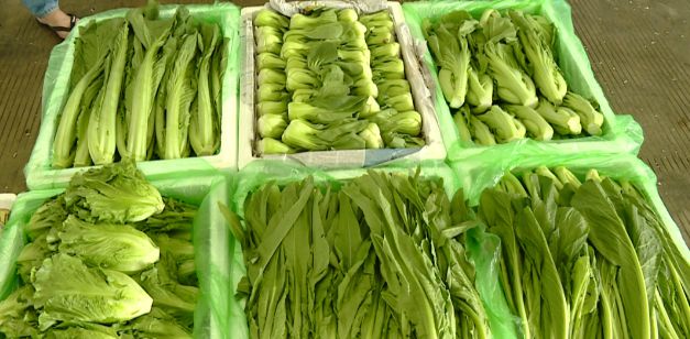 今日蔬菜价格概览，科技推动绿色生活新纪元