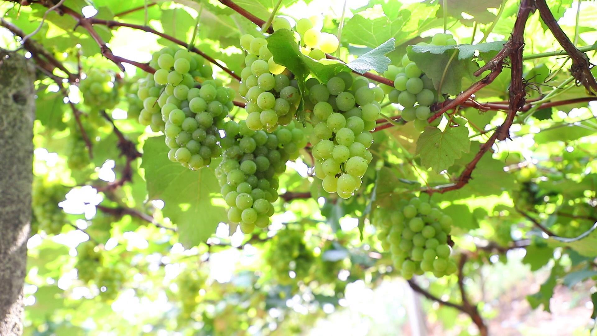 葡萄行情概览,市场走势与产业深度洞察