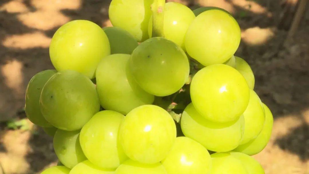 葡萄行情概览,市场走势与产业深度洞察