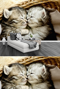 高科技重塑家庭娱乐新体验,猫电视引领未来视界风潮