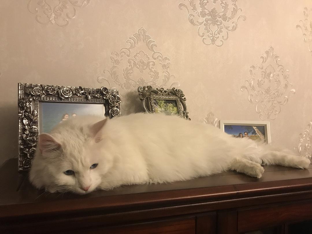 高科技重塑家庭娱乐新体验,猫电视引领未来视界风潮