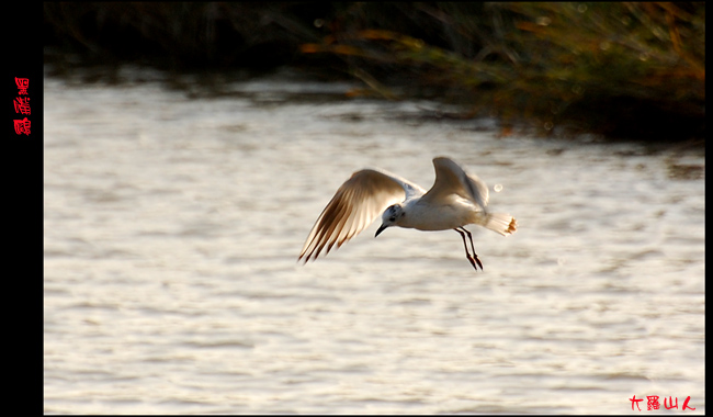 海鸥飞处,演员阵容一览表