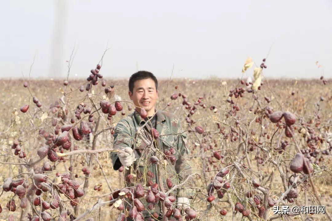 红枣上市时间解析,掌握红枣成熟与选购技巧