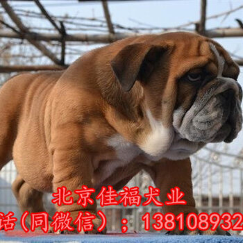 英牛犬行情，一段温馨的友情之旅启程