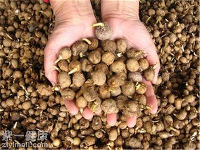半夏最新报价，科技新星引领未来生活新体验风潮