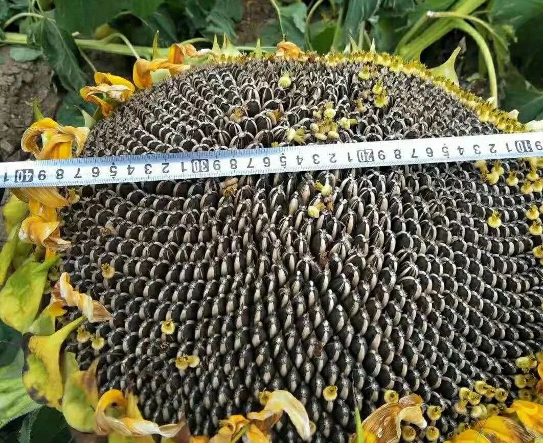 葵花籽行情揭秘,巷弄深处的奇趣世界