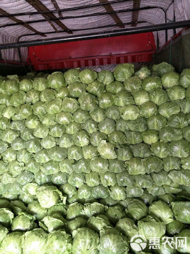 科技革新引领下的包菜行情与未来生活新潮流