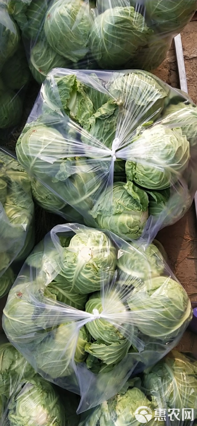 科技革新引领下的包菜行情与未来生活新潮流