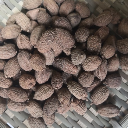 砂仁最新行情与友情的温馨交织故事