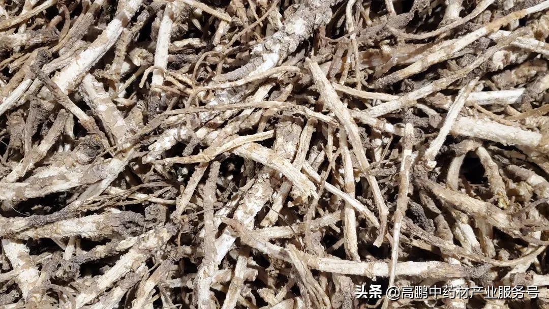 北沙参行情，历史背景、重要事件与地位的探究