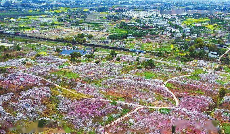 青白江福洪镇最新动态揭秘,小镇的温馨日常新进展