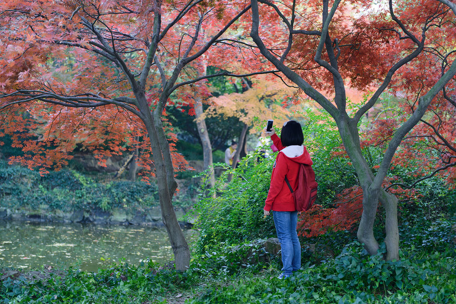 秋霞福利电影,文化现象背后的深思