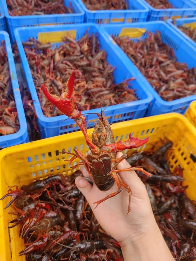 控虾村资讯,一场关于观点的深入探讨与分享