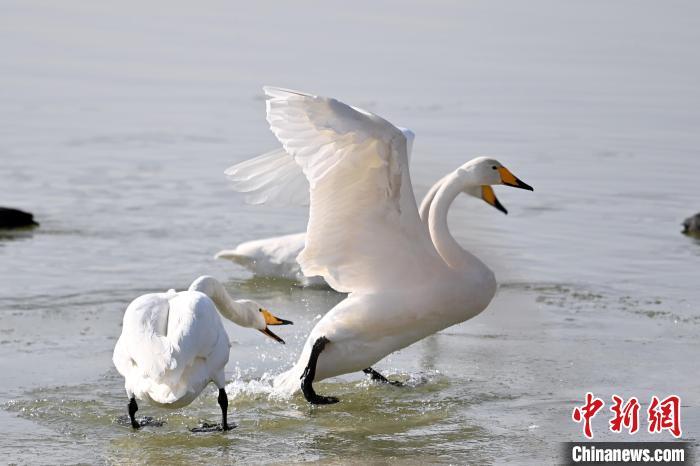 最新天鹅,优雅之翼的崭新篇章揭秘