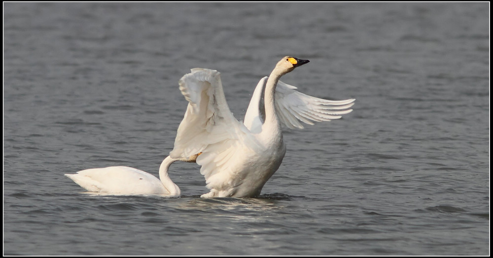 最新天鹅,优雅之翼的崭新篇章揭秘