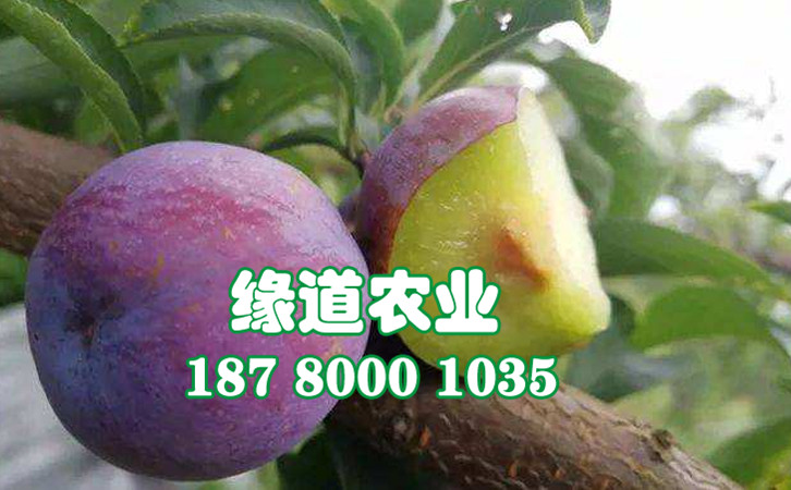 最新上市幼苗引领绿色革命，一场生机勃勃的崛起