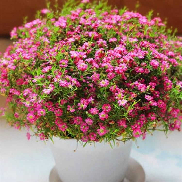 满天星种子价格,科技与生活交汇的新焦点