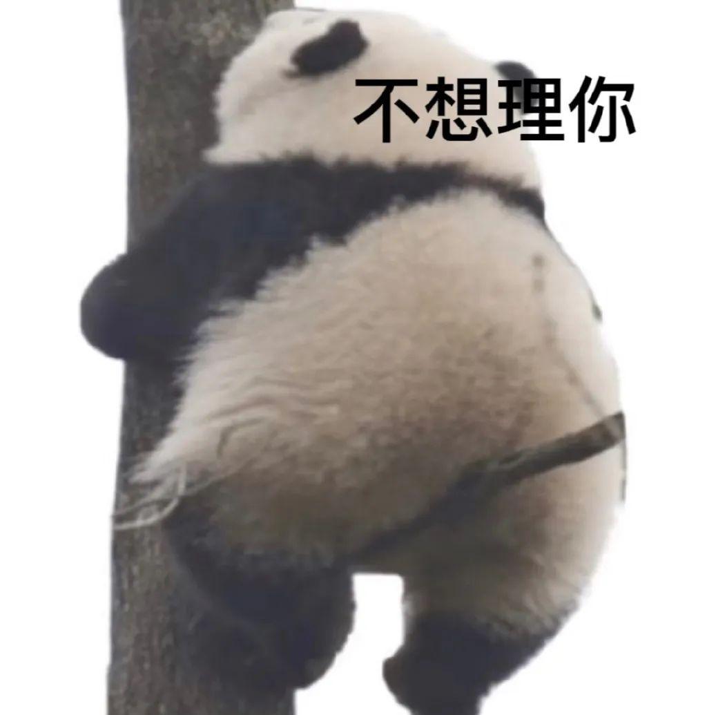 最新大熊猫动态，保护与发展之间的平衡观点探讨