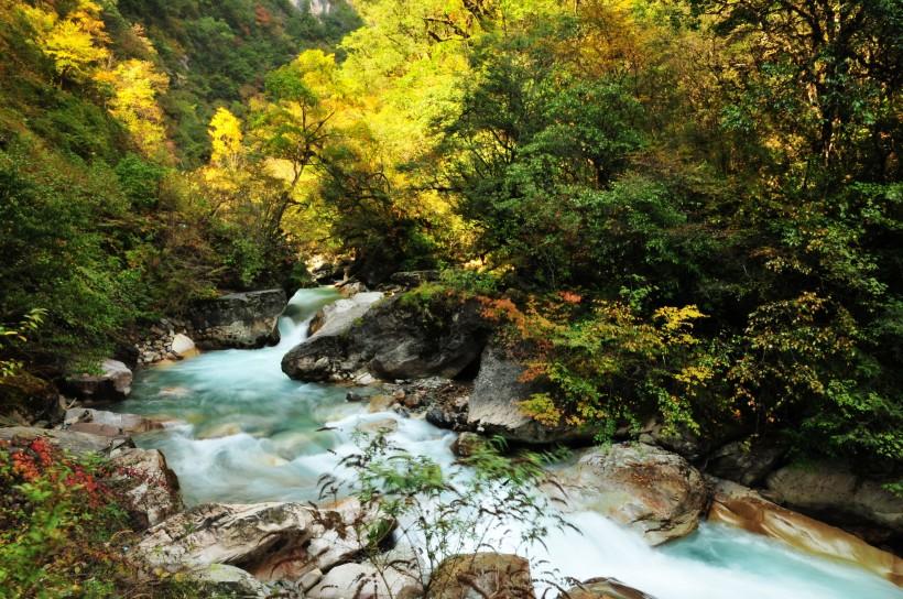 最新大熊猫动态,保护与发展之间的平衡观点探讨