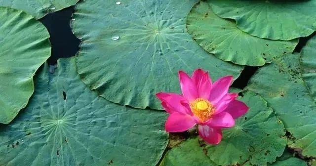 小巷深处的特色小店探秘,最新早安心语一句话送上祝福