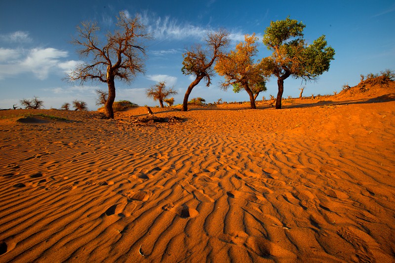 大漠最新,温馨有趣的日常故事