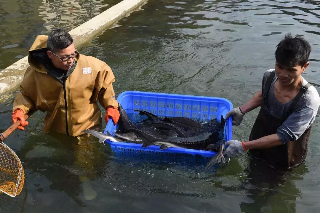 鲟鱼市场新动向,科技引领未来,最新行情揭示价格走势
