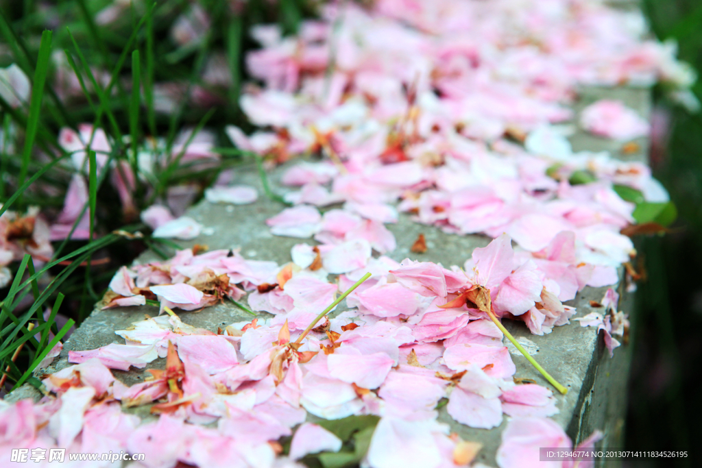 落花网时尚生活新篇章,绽放你的时尚风采