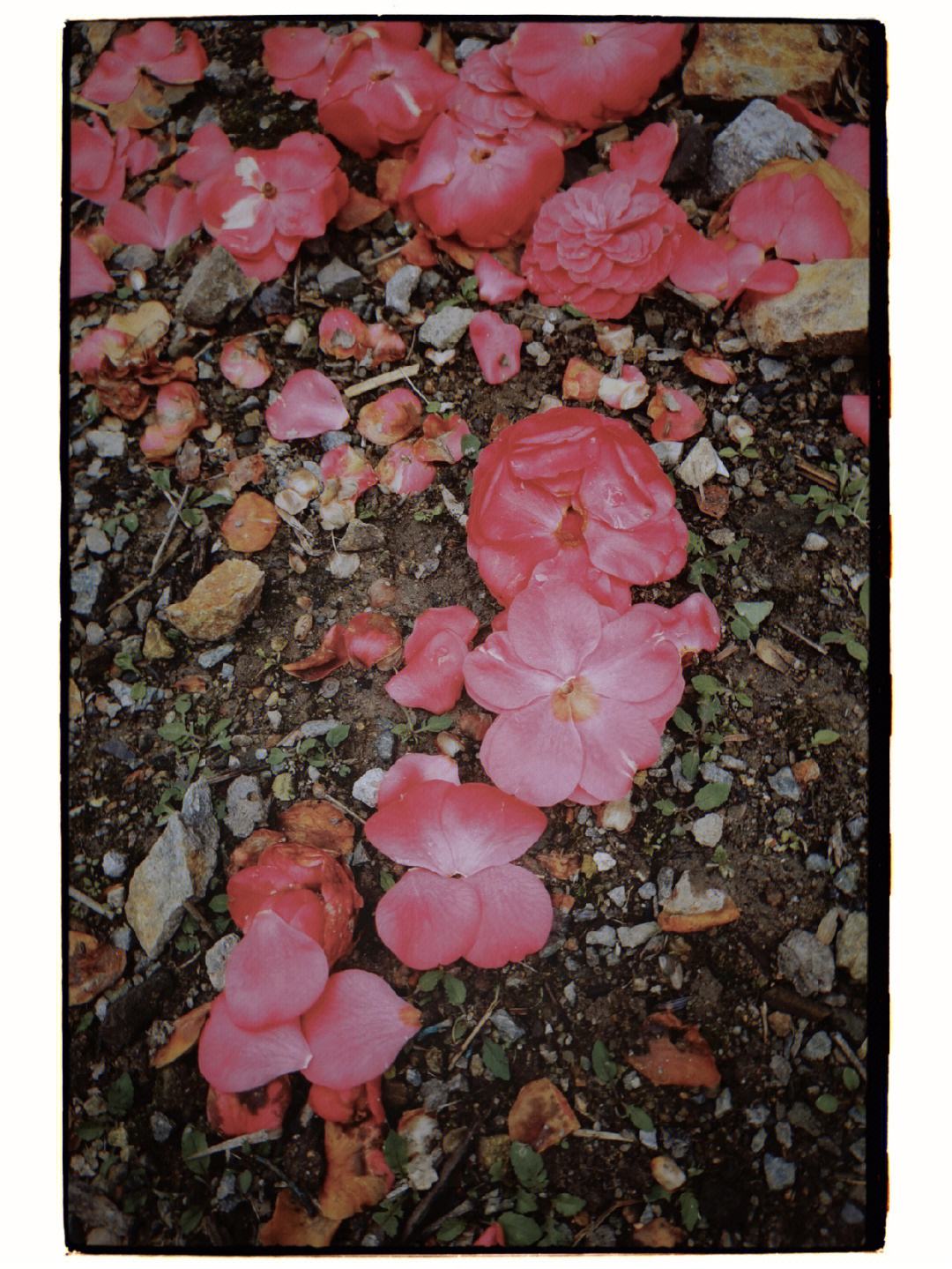 落花网时尚生活新篇章,绽放你的时尚风采