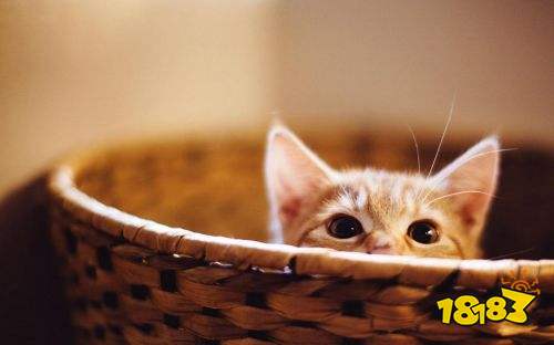 喵咪最新地址,科技前沿引领,重塑生活体验新篇章