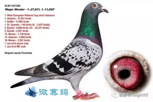 一只奇鸽最新版,与自然美景的邂逅,探寻内心平和之旅