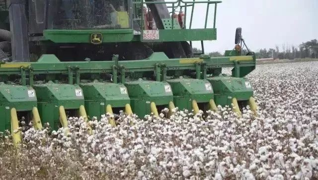 籽棉最新价格及自然美景旅行探索摘要