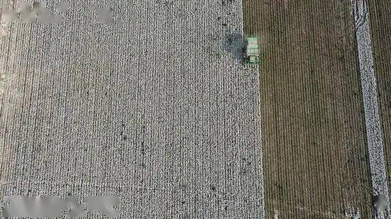 籽棉最新价格及自然美景旅行探索摘要